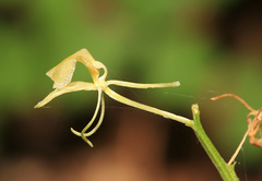 Liparis campylostalix