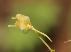 Liparis campylostalix