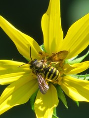Paranthidium jugatorium