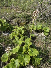 Boykinia richardsonii