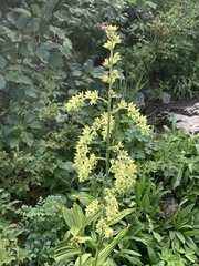 Veratrum viride eschscholtzianum