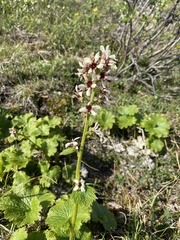 Boykinia richardsonii