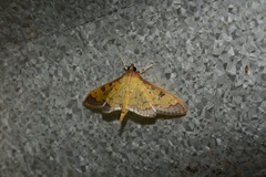 Diacme mopsalis