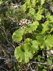 Boykinia richardsonii