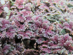 Azolla microphylla