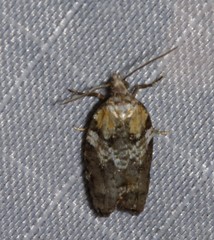 Acleris variana