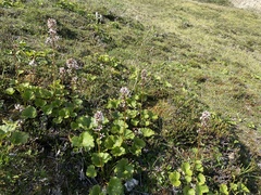 Boykinia richardsonii