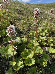 Boykinia richardsonii