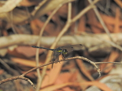 Agrionoptera longitudinalis biserialis