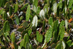 Dryas ajanensis
