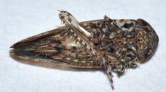 Paraphlepsius tennessus