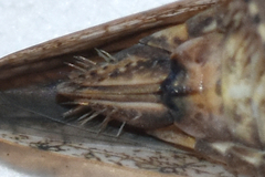 Paraphlepsius tennessus