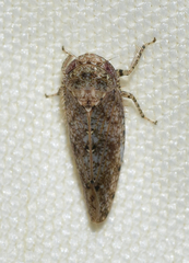 Paraphlepsius tennessus