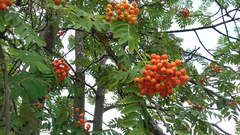 Sorbus