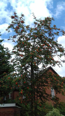 Sorbus