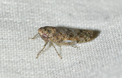 Paraphlepsius tennessus