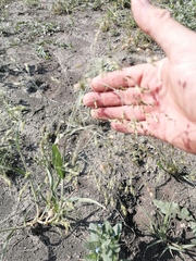 Panicum miliaceum ruderale