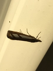 Catoptria latiradiellus