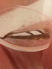 Catoptria latiradiellus