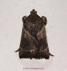 Dasycnemia obliqualis