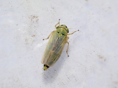 Sonronius