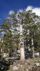 Pinus contorta murrayana