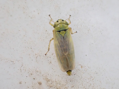 Sonronius