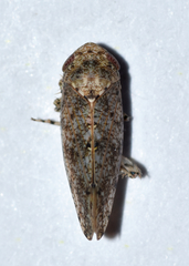 Paraphlepsius tennessus