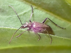Acmaeops proteus