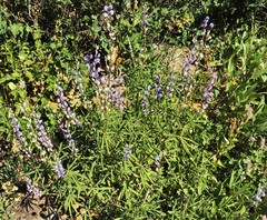 Lupinus parviflorus