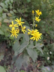 Senecio nemorensis