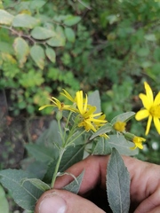 Senecio nemorensis