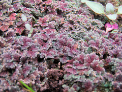 Azolla microphylla