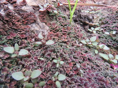 Azolla microphylla