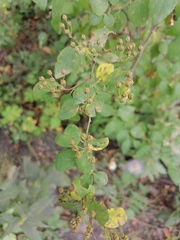 Spiraea media