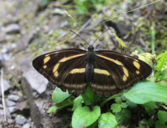 Neptis ilos