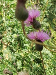 Cirsium serratuloides