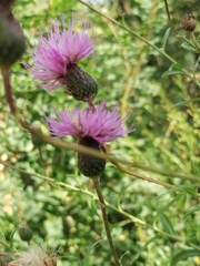 Cirsium serratuloides