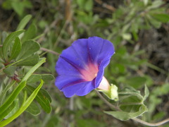 Ipomoea pubescens