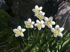 Parnassia cirrata intermedia