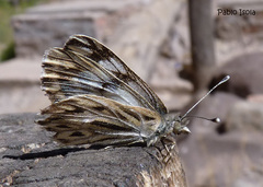 Phulia nymphula