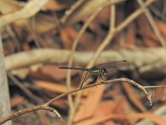 Agrionoptera longitudinalis biserialis