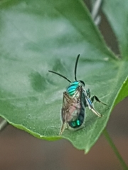 Augochlorini