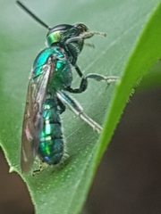 Augochlorini