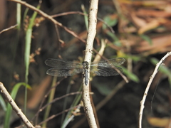 Agrionoptera longitudinalis biserialis