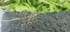 Eragrostis amabilis
