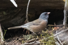 Junco hyemalis mearnsi