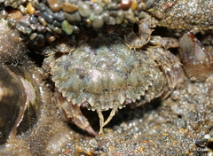 Romaleon antennarium