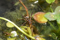 Polistes snelleni