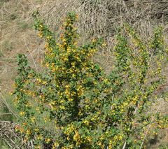Ribes aureum gracillimum